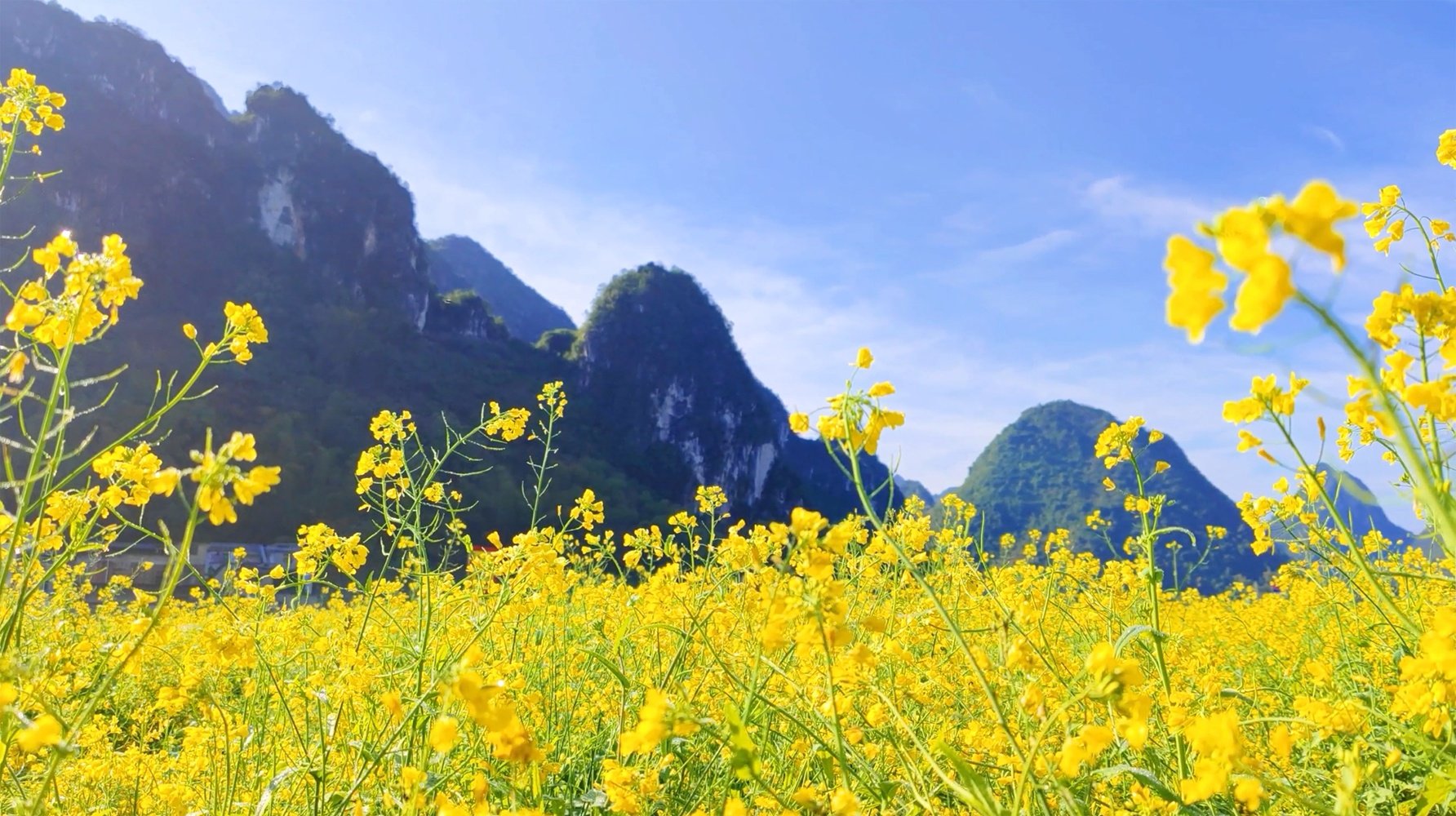 上林油菜花图片