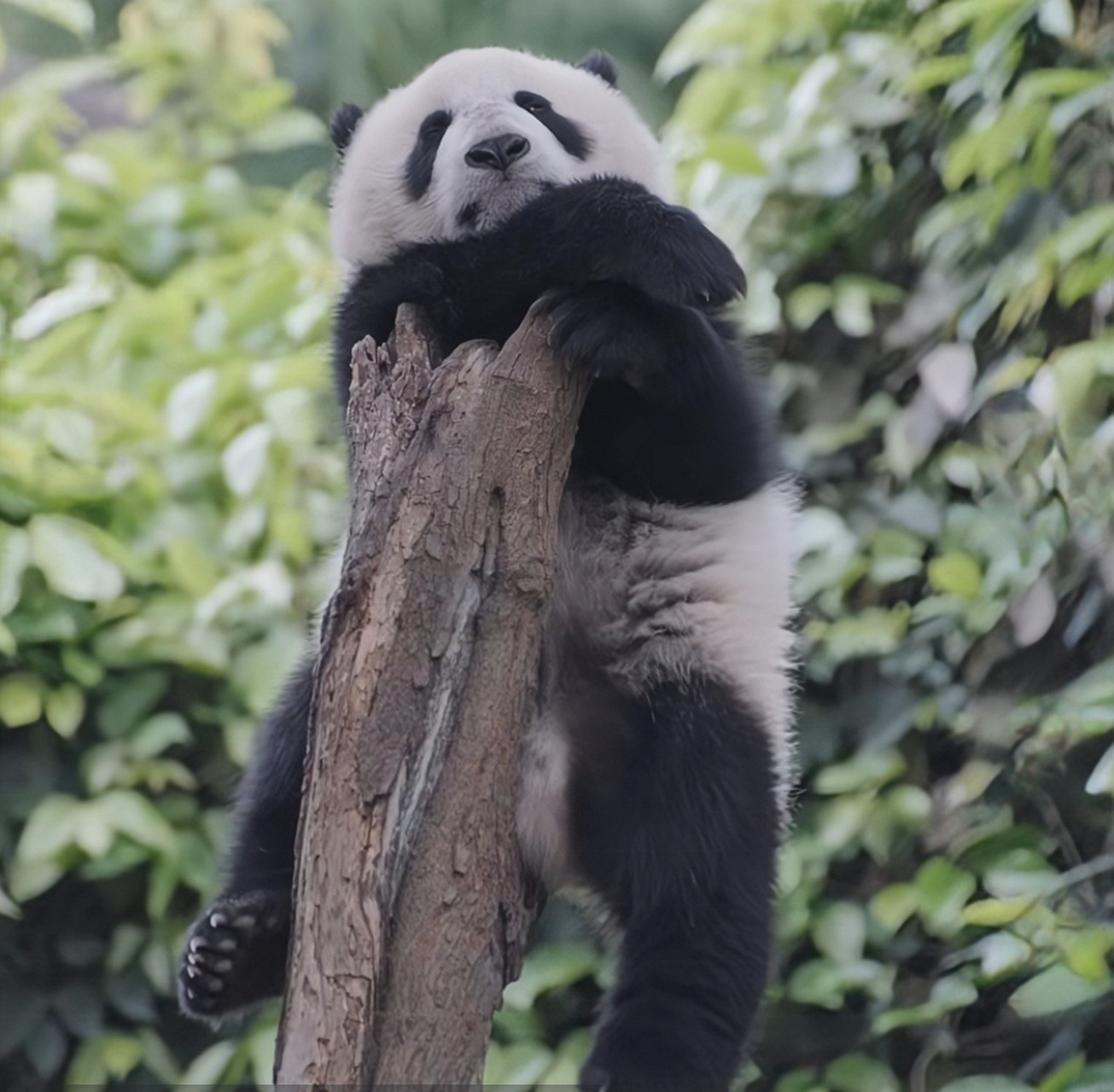 喜欢挂树的小家欣,是成都大熊猫繁育基地22级新生宝宝,它很喜欢在这棵