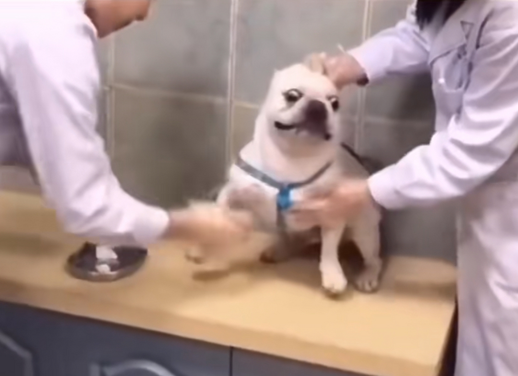 动物在面对打针的表情亮了[嘻嘻]