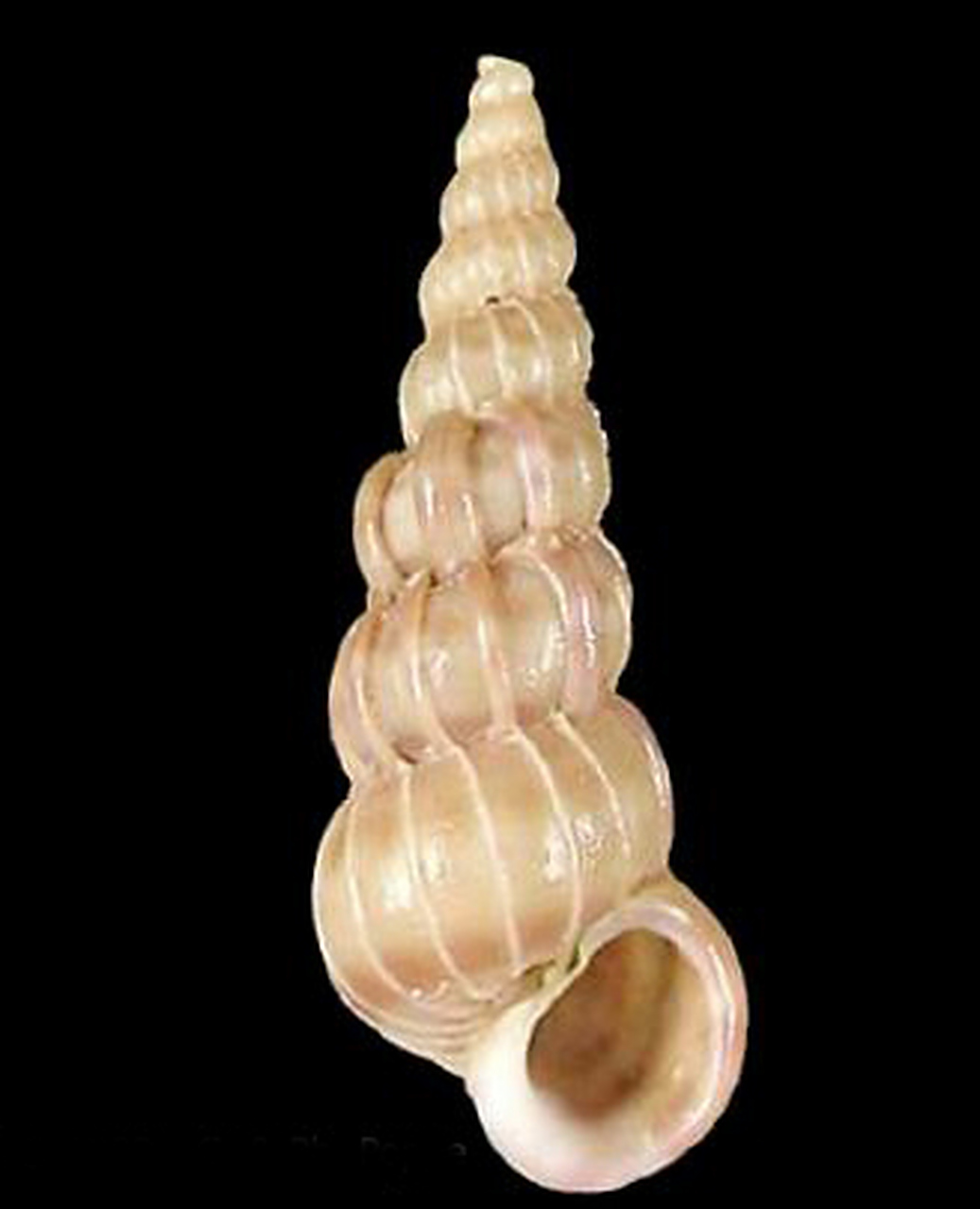 每天认识一种动物——薄肋海蛳螺 薄肋海蛳螺原产西班牙,地中海.