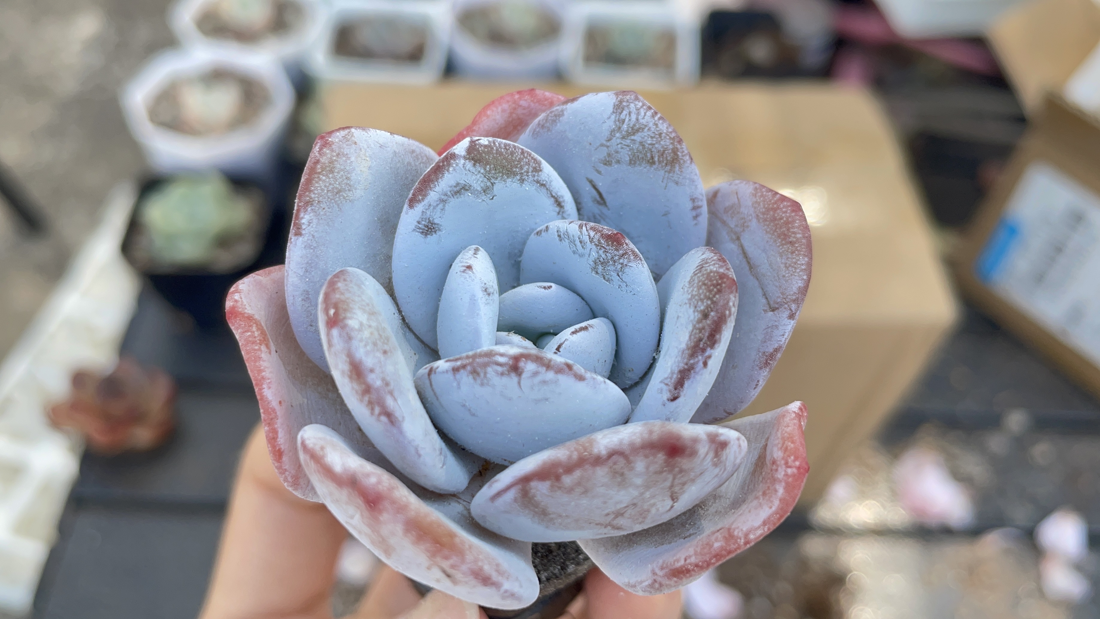 多肉开箱,9.9的紫薇,超仙的无土雪天使,9.9的饺子皮