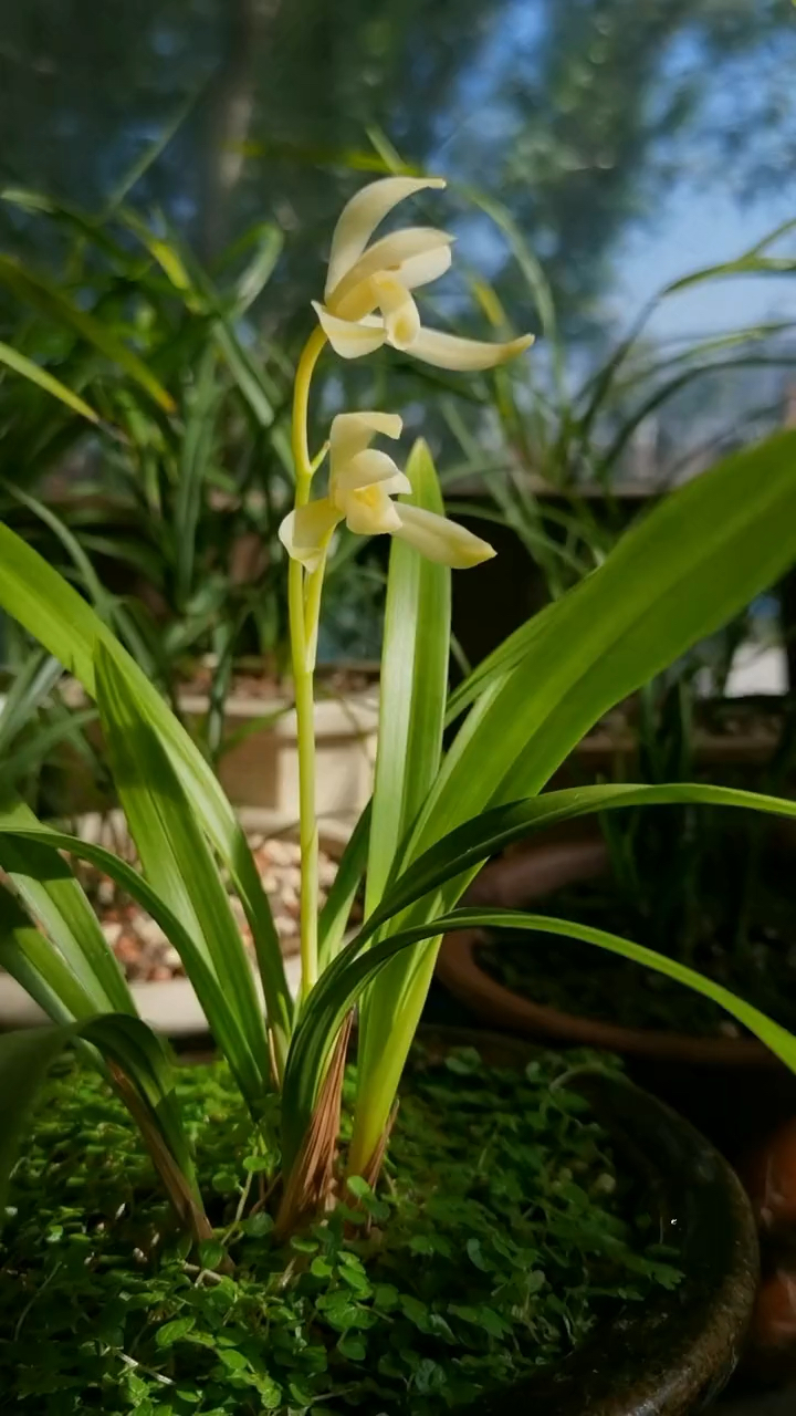 建兰田黄玉 叶子青黄色