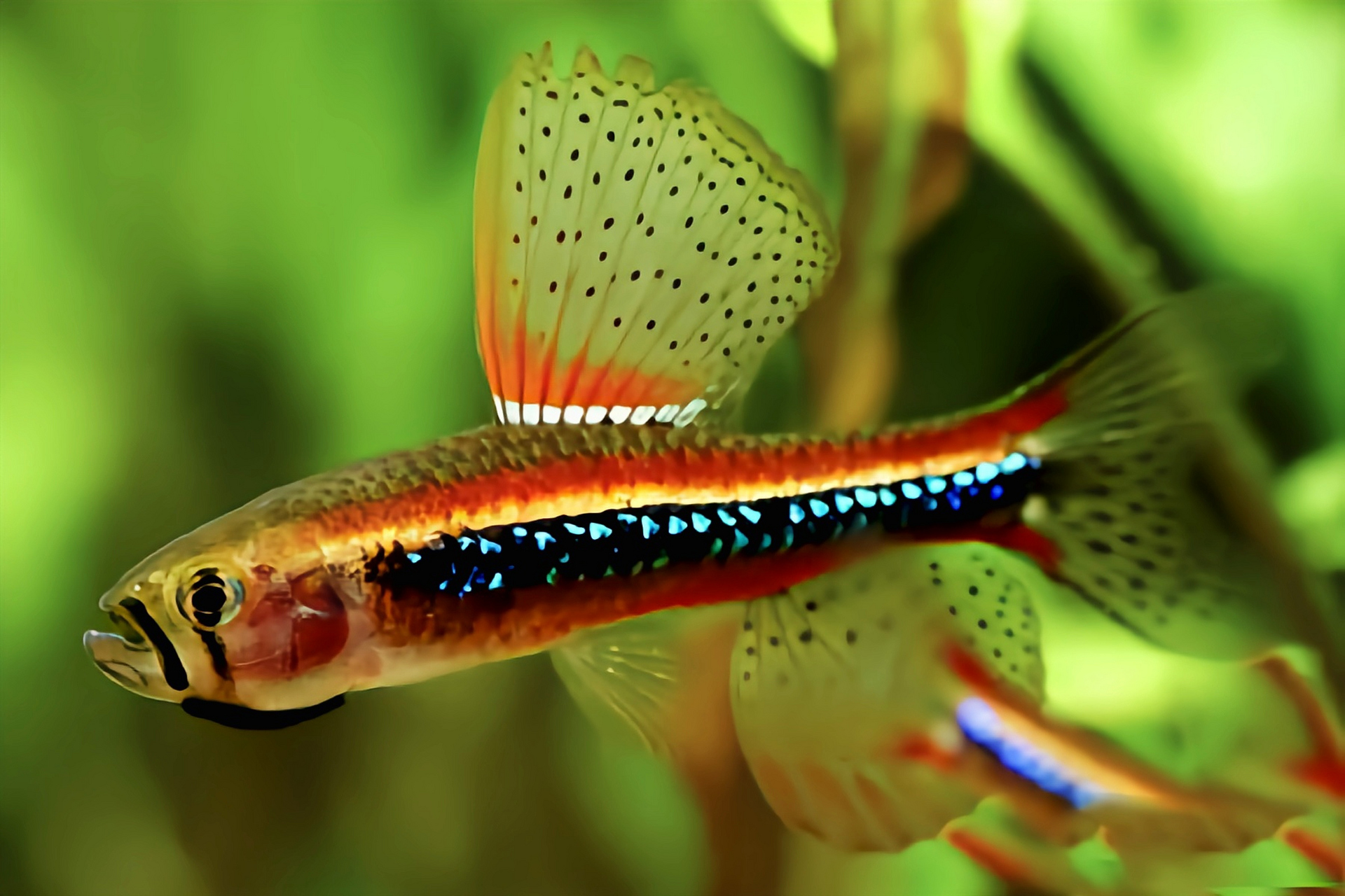 每天认识一种动物——珍珠灯鱼 珍珠灯鱼别名韦氏杂色脂鲤,原产南美洲