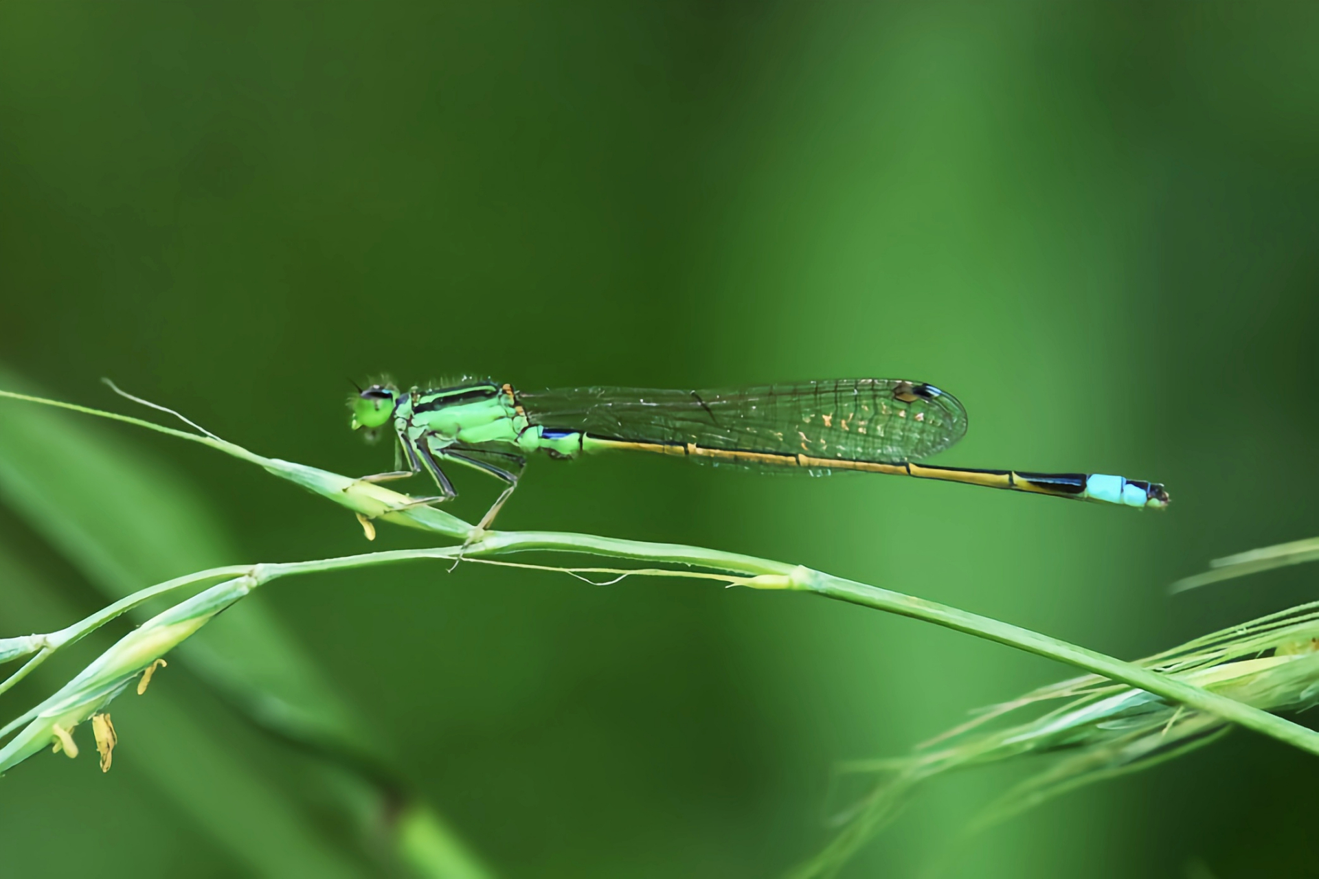 每天认识一种昆虫——心斑绿蟌 心斑绿蟌是一种小型豆娘,体长3.2-3.