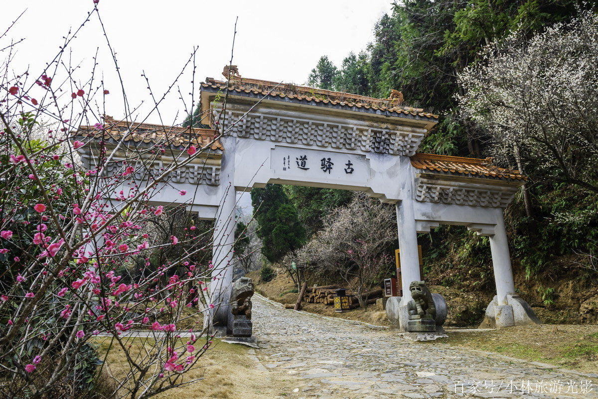 大餘梅關盛開的梅花