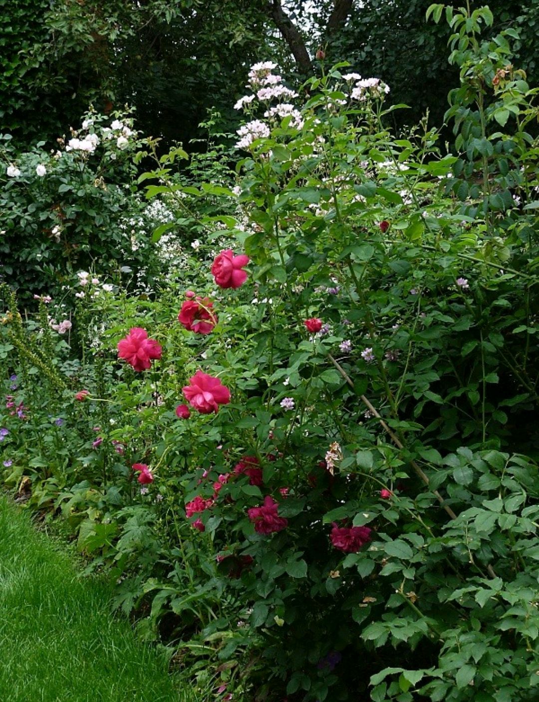 托马斯·贝克特(thomas à becket)