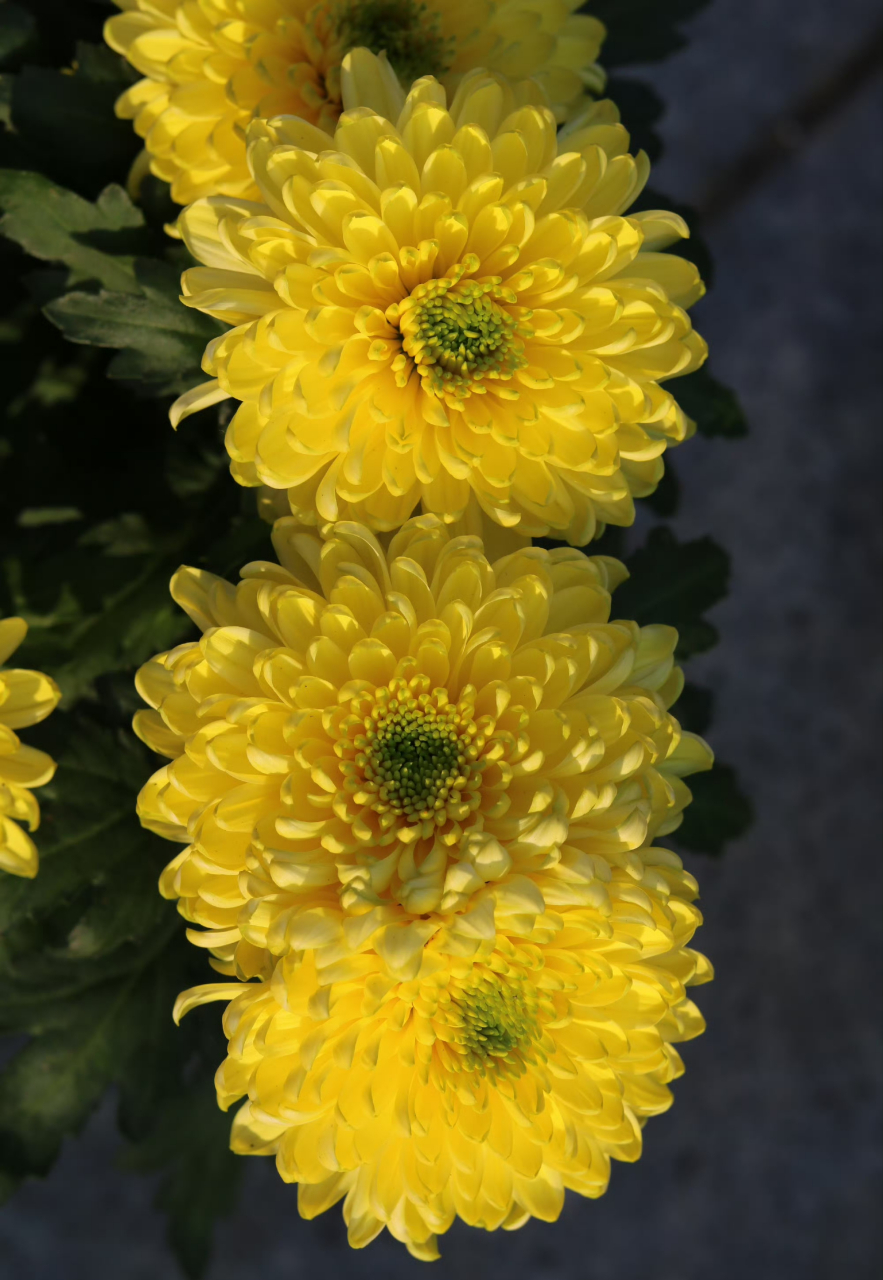 菊花种类繁多,今天给花友们带来清新淡雅的天赞菊~它是菊花里的一个新