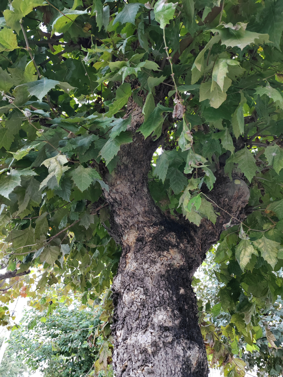 一直在默默等待着凤凰栖息的梧桐树,大自然写真摄影图片,谢谢关注