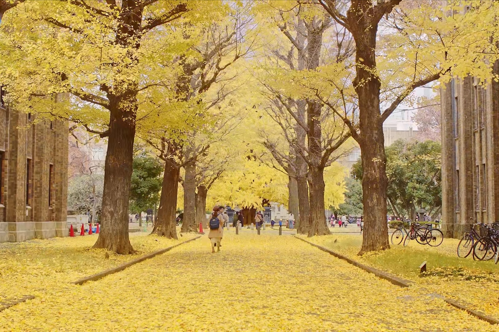 秋天,東京大學的那一片銀杏