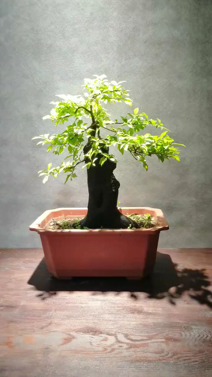 金弹子盆景,矮霸原生母桩!