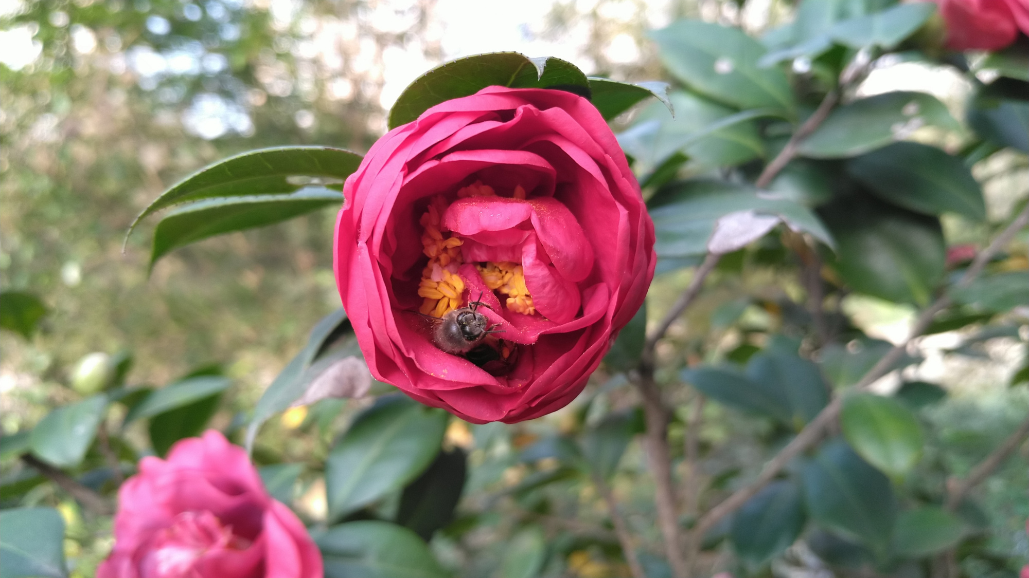 冬日茶花豔,蜜蜂採蜜忙