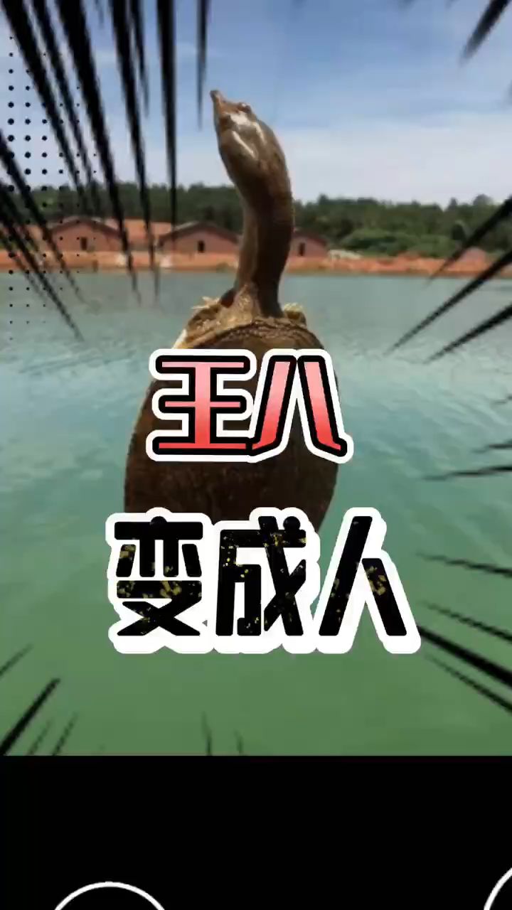 黄河水灾,竟是王八精搞怪