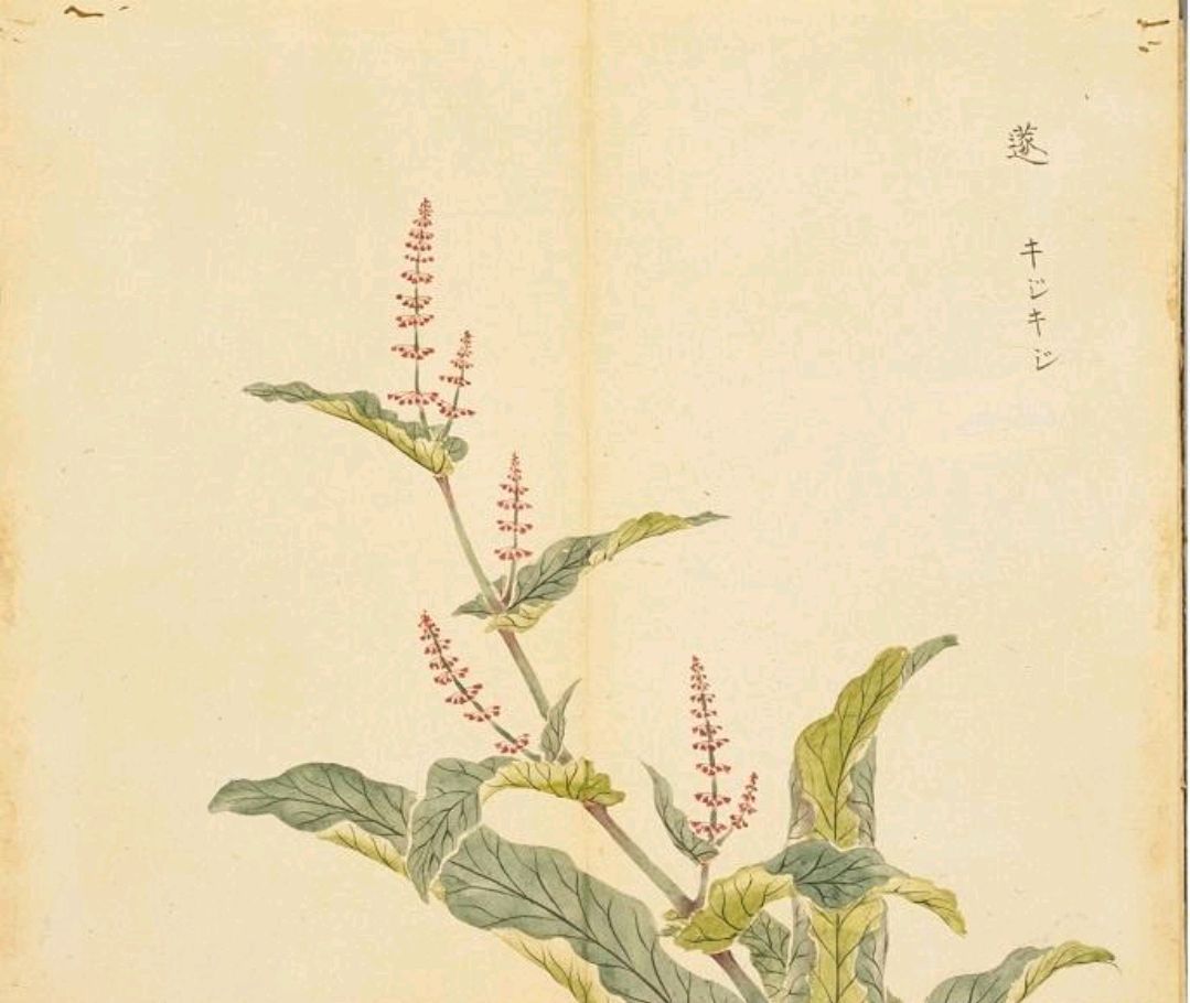 诗经里的中医药:芣苢