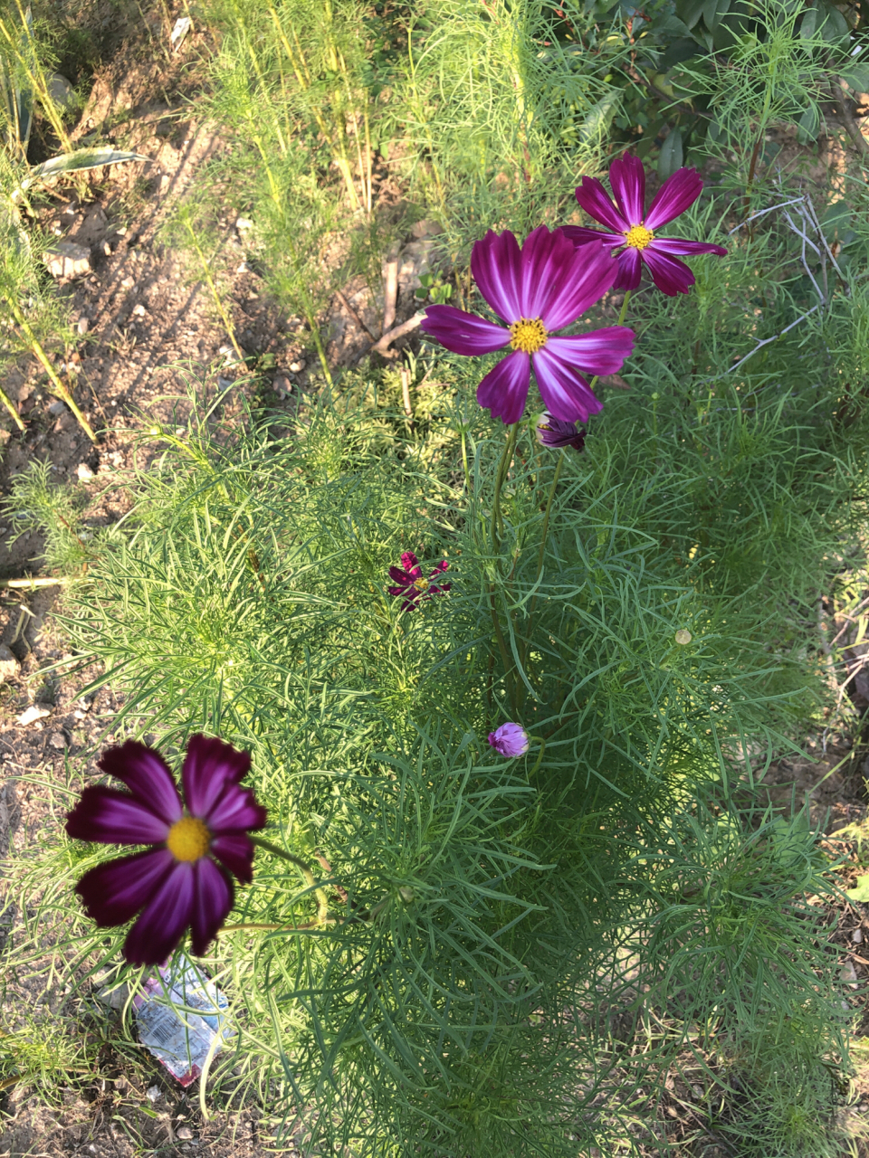格桑花的花语含义是幸福,"格桑"在藏语中的意思就是幸福,它也被叫做