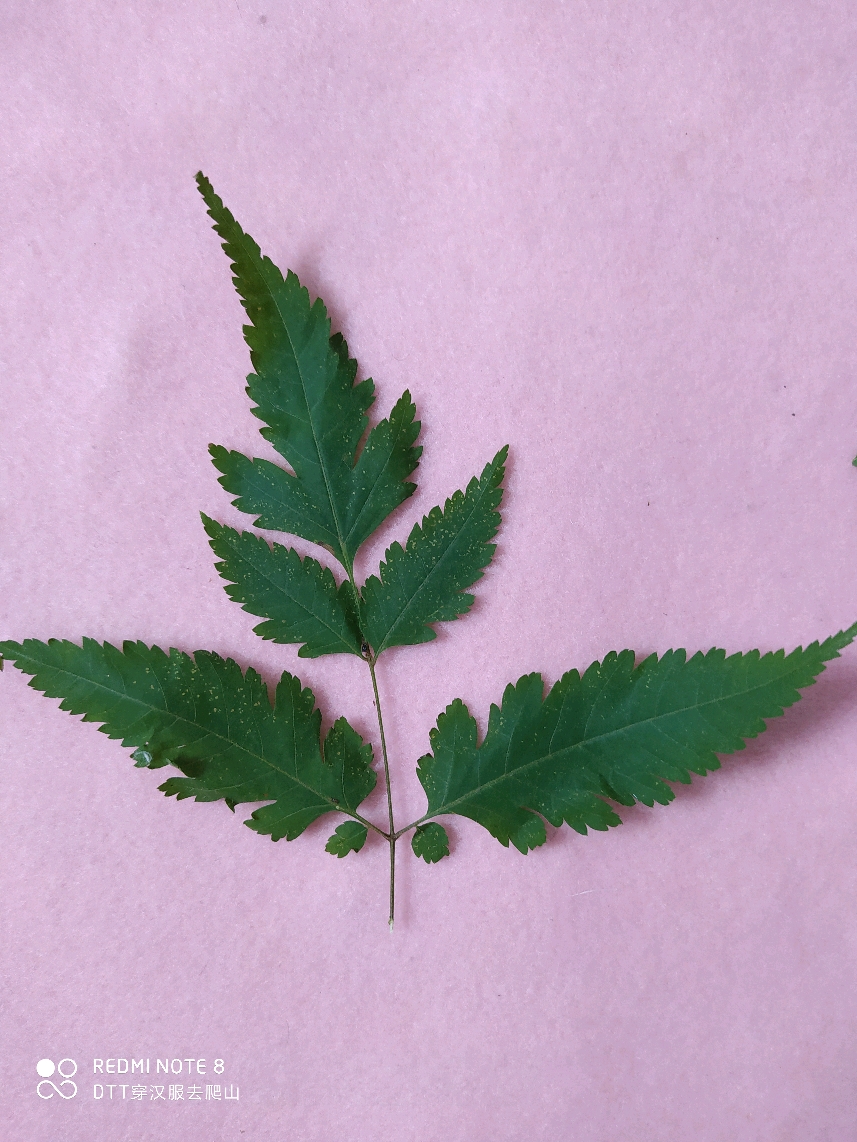 植物识别基础 叶缘的形状