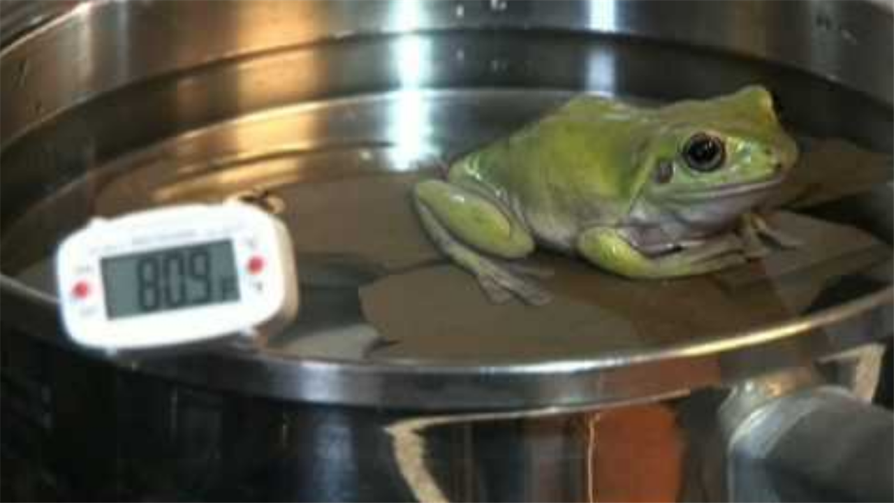 用温水去煮青蛙究竟会发生什么?科学家亲测,将温水慢慢煮沸!