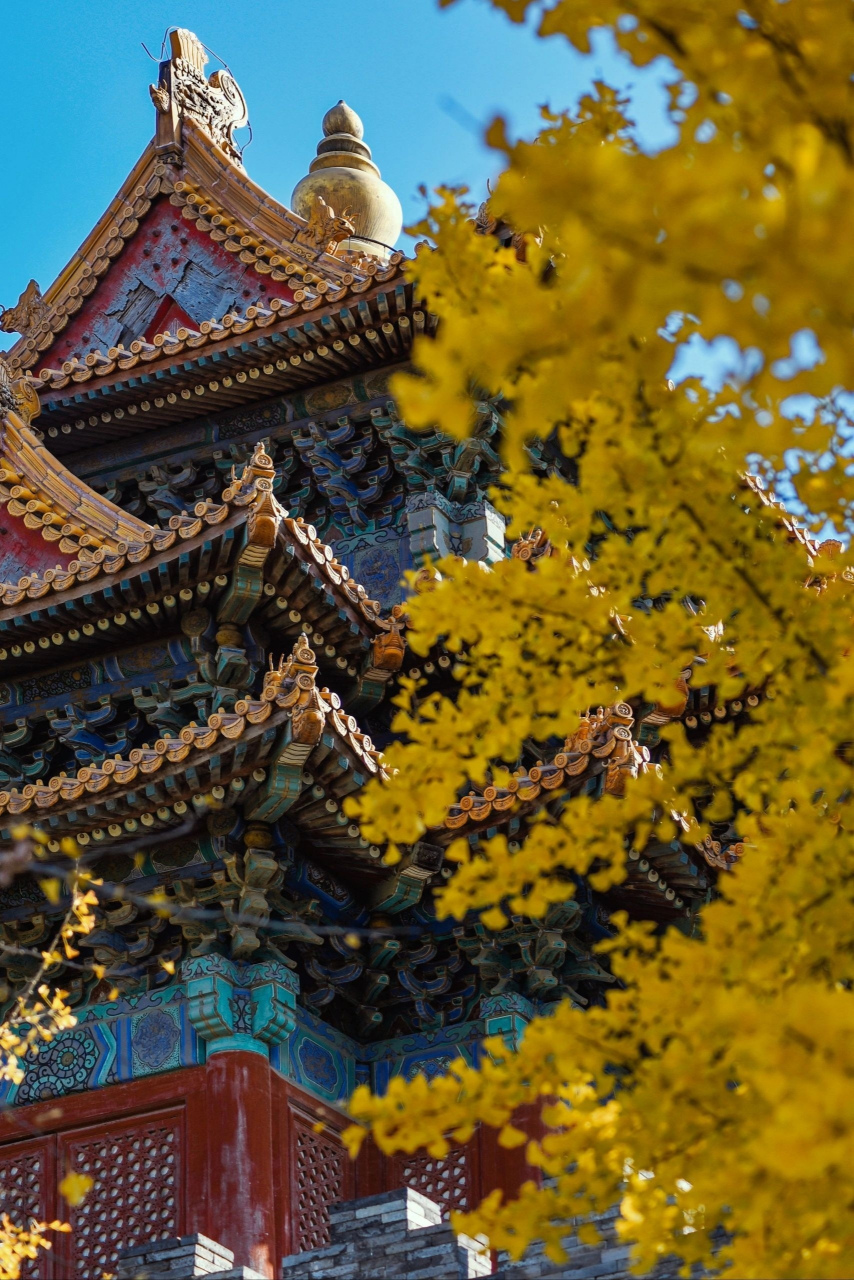 美丽中国行:深秋的北京故宫,抬头天蓝远阔,银杏金黄,低头清水粼粼