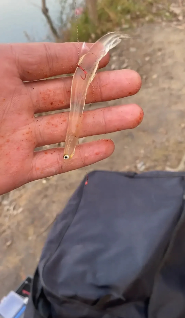 这是钓了条啥鱼啊,全是透明,感觉没有一根骨头