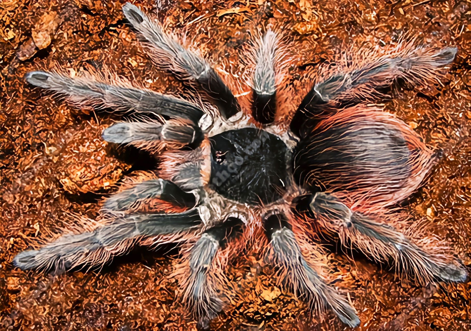 每天认识一种动物——巴西红毛蜘蛛 , 巴西红毛蜘蛛别名巴西橙毛