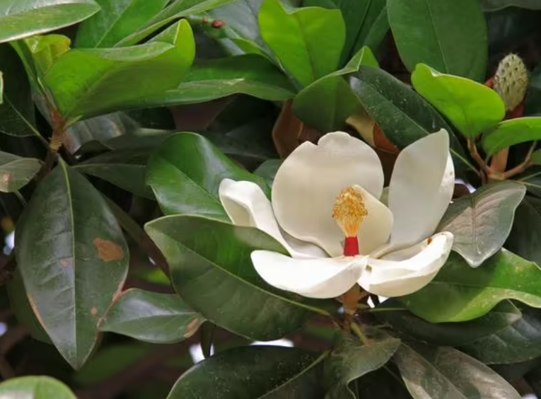 广玉兰树的介绍?