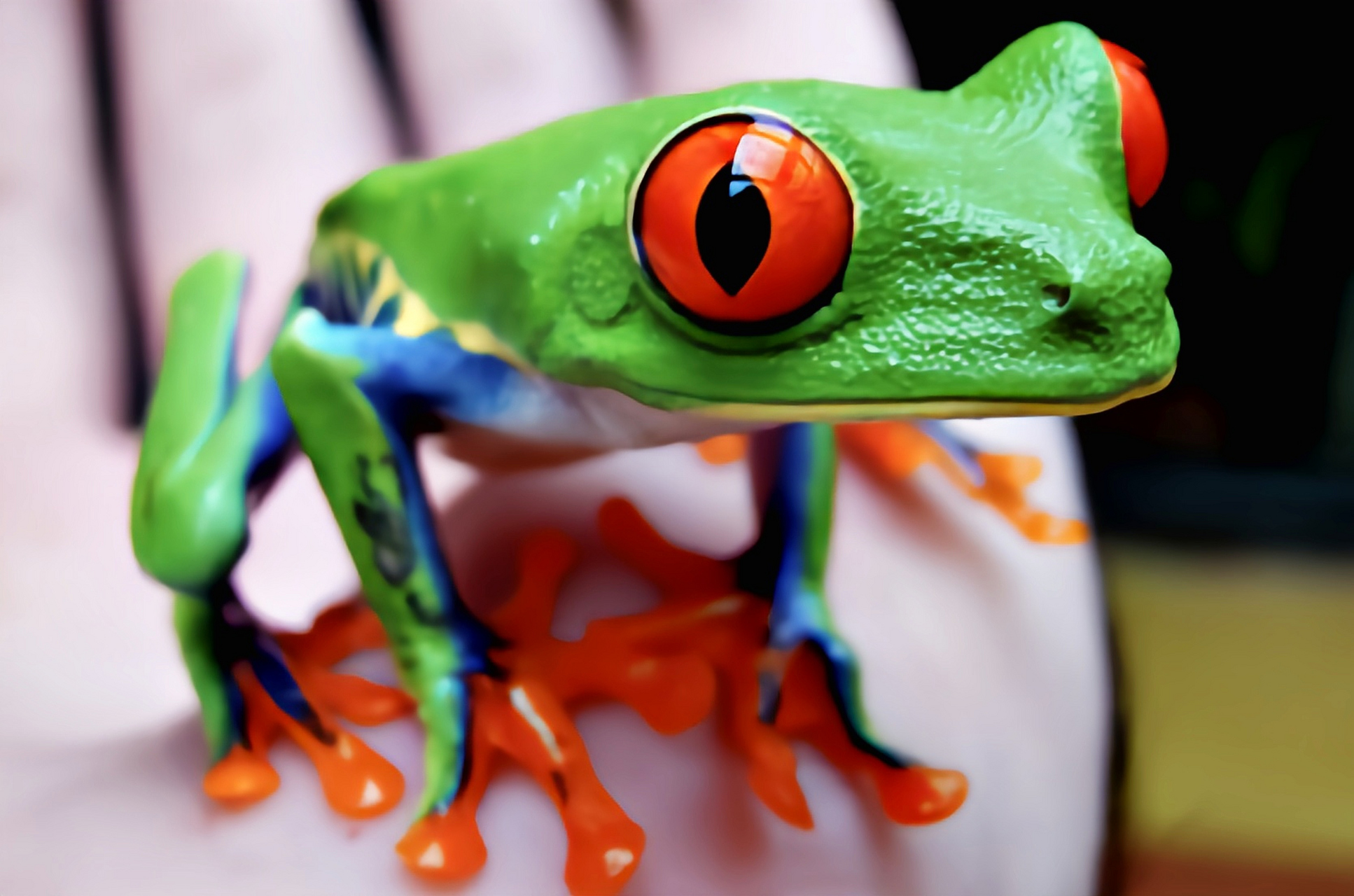 每天认识一种动物——红眼树蛙 红眼树蛙别名丽眼树蛙,原产于北美洲