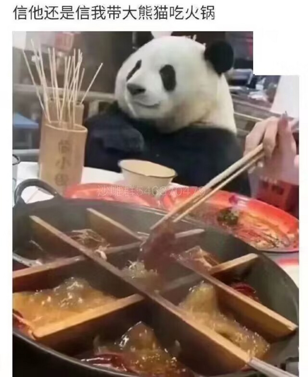 你是信他带熊猫吃火锅还是信我是秦始皇#搞笑# #meme# #梗# #爆笑梗图