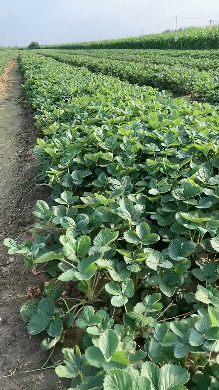 天仙醉草莓苗 天仙醉草莓苗价格 穴盘天仙醉草莓苗基地 根系发达 无