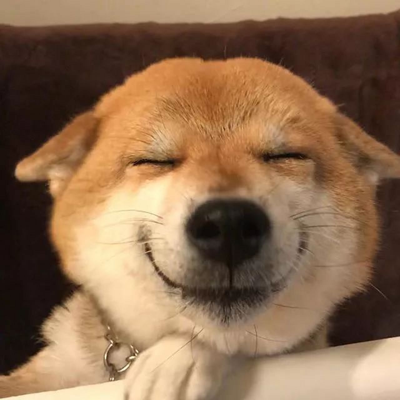 看到胖妞这个大头照,不由自主的想起来小柴这个笑脸照.