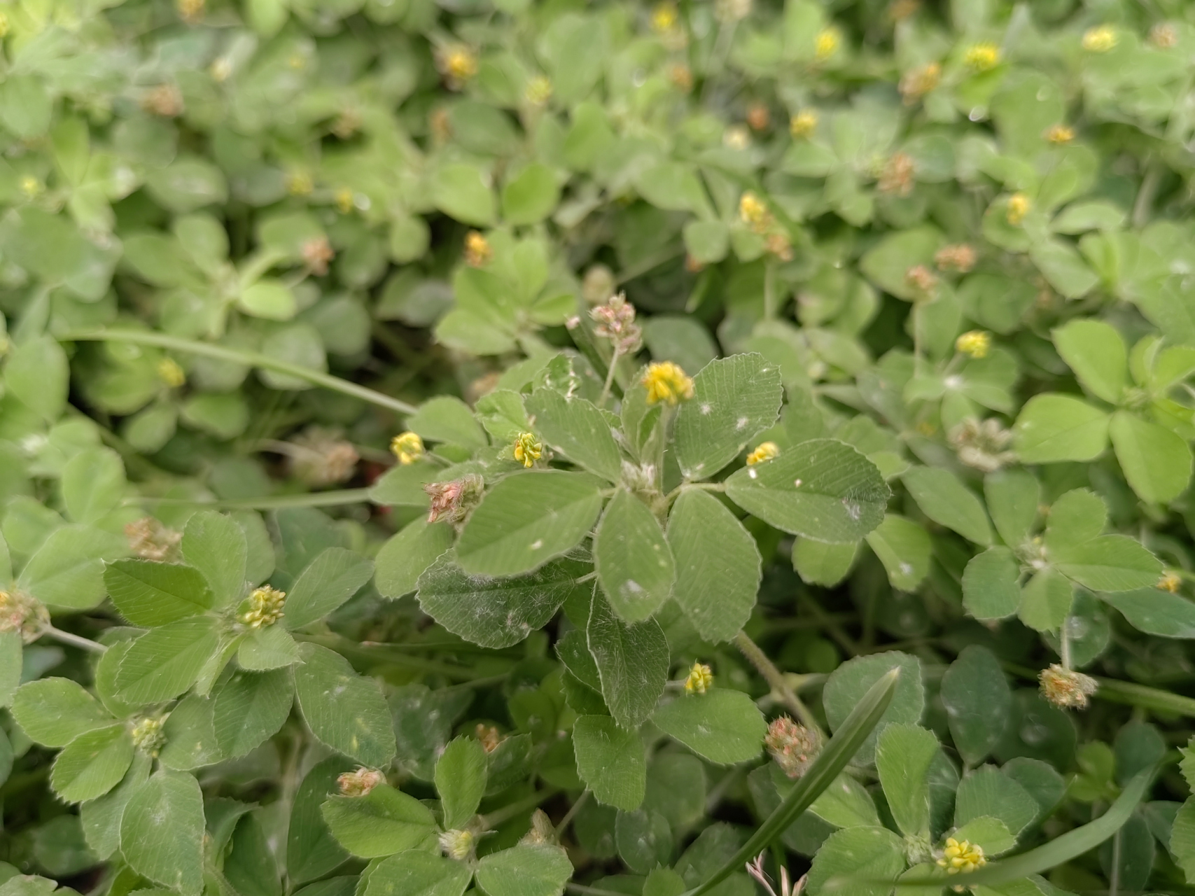 与苜蓿相比小苜蓿虽然生物量要少很多,做牧草的话,优势没有那么大,但