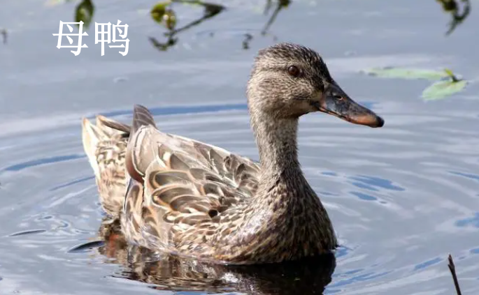 鸭子怎么分公母图解图片