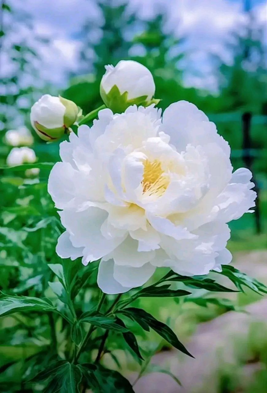 漂亮的芙蓉花#摄影# #中国美景大赏