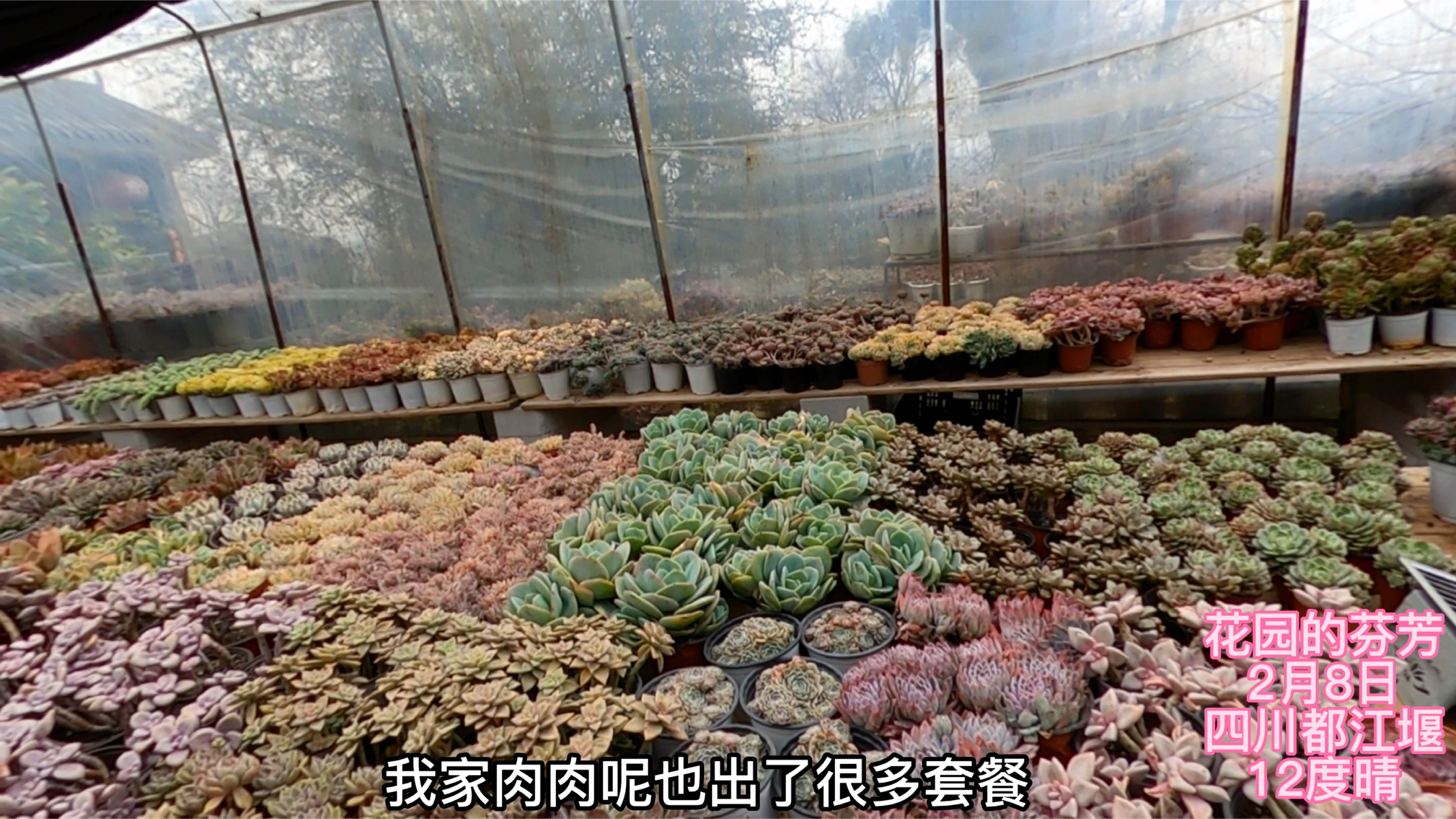 买多肉就是开心,又摆满大棚,看看到了啥新货?