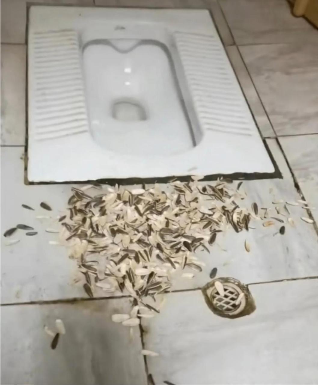 蹲坑抽烟的见过,嗑瓜子的倒是头一回!