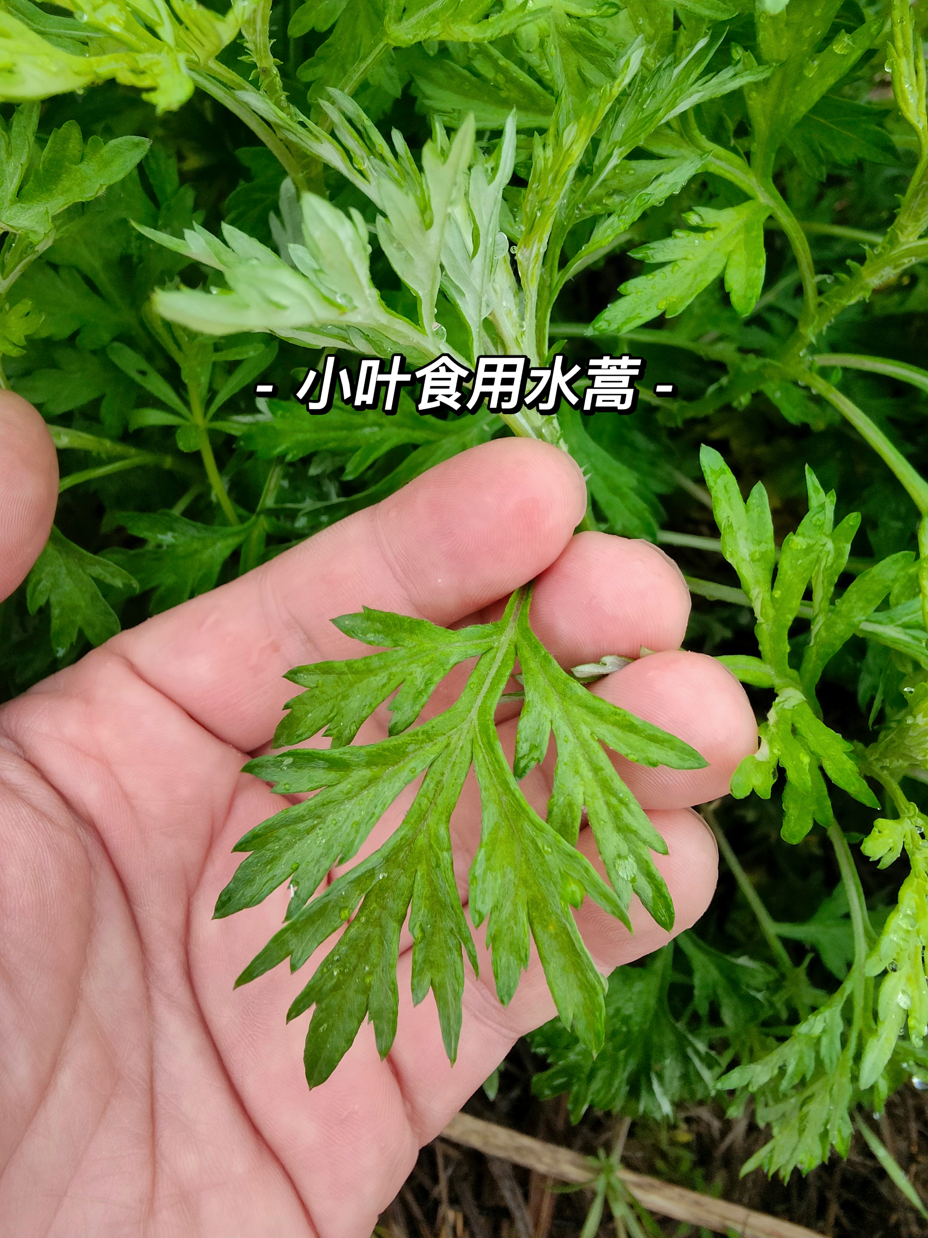 一张图教你分辨艾草和水蒿