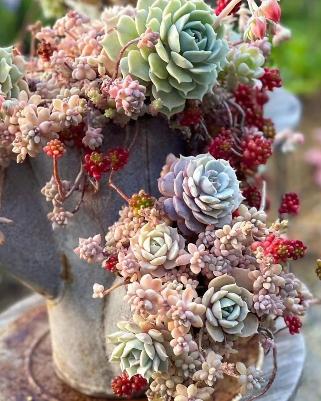 这些混合的多肉盆栽组合,真是太漂亮了!