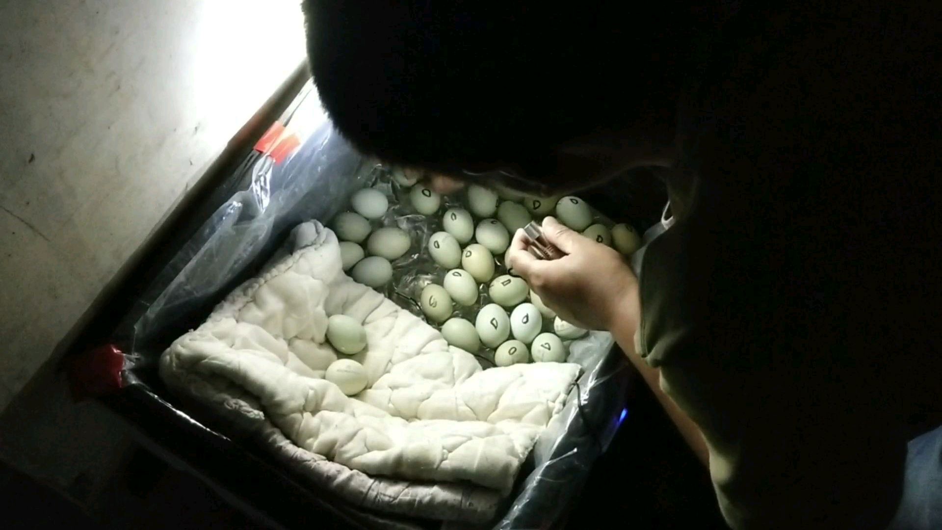 网购的种蛋孵小鸡,七天照蛋,挑出来了一大半