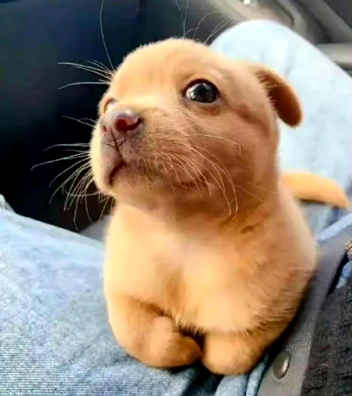 不能姓黄,但要体现它黄 67 67676767#夏天生活图鉴# #我要