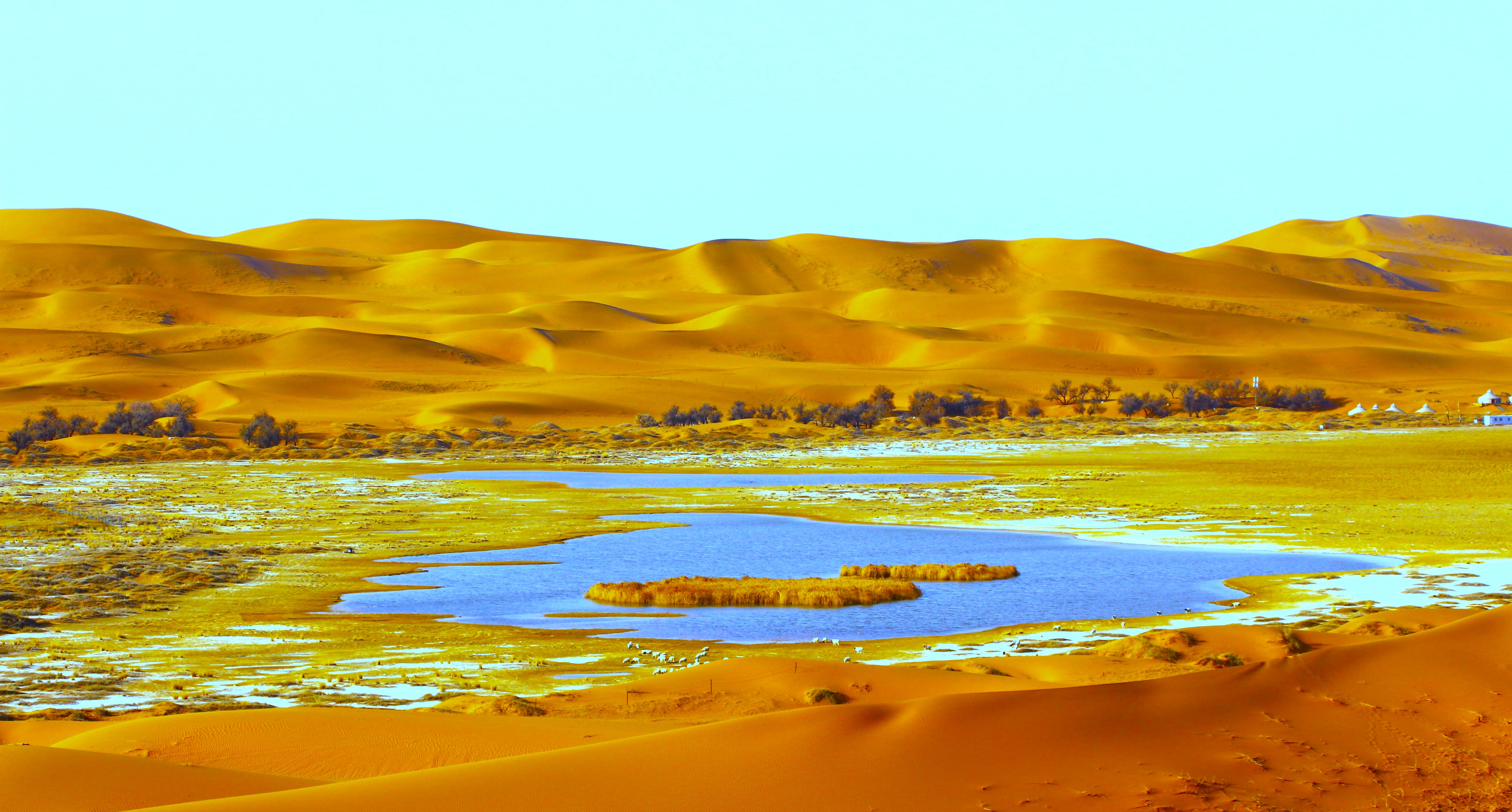 美丽的金色沙漠