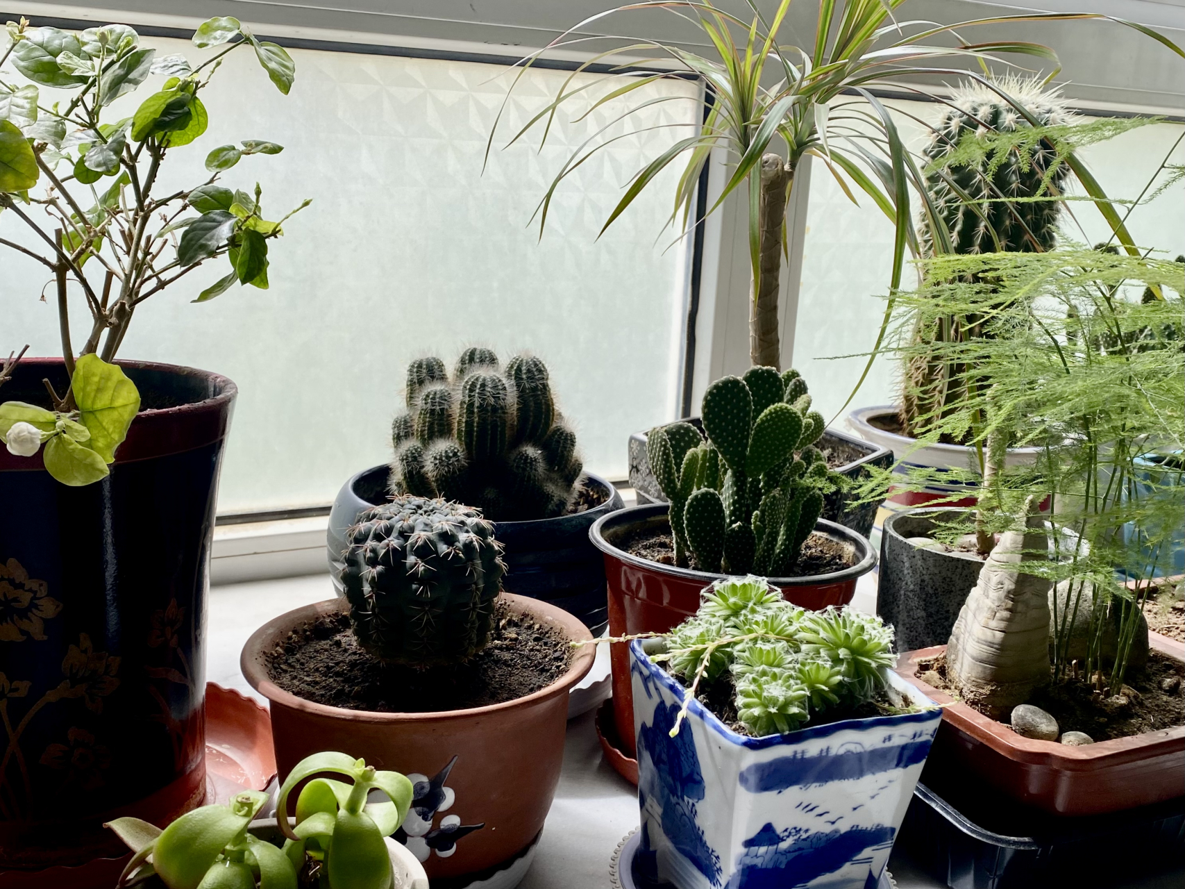 窗台美化用哪些绿植?