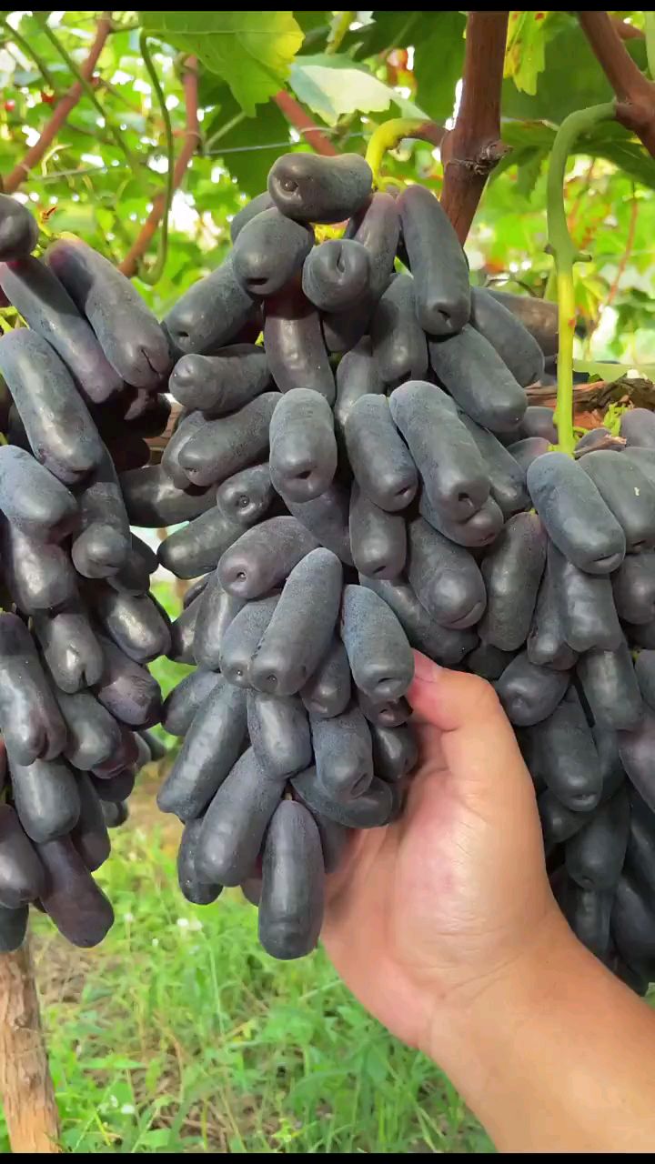 好多黑手指葡萄
