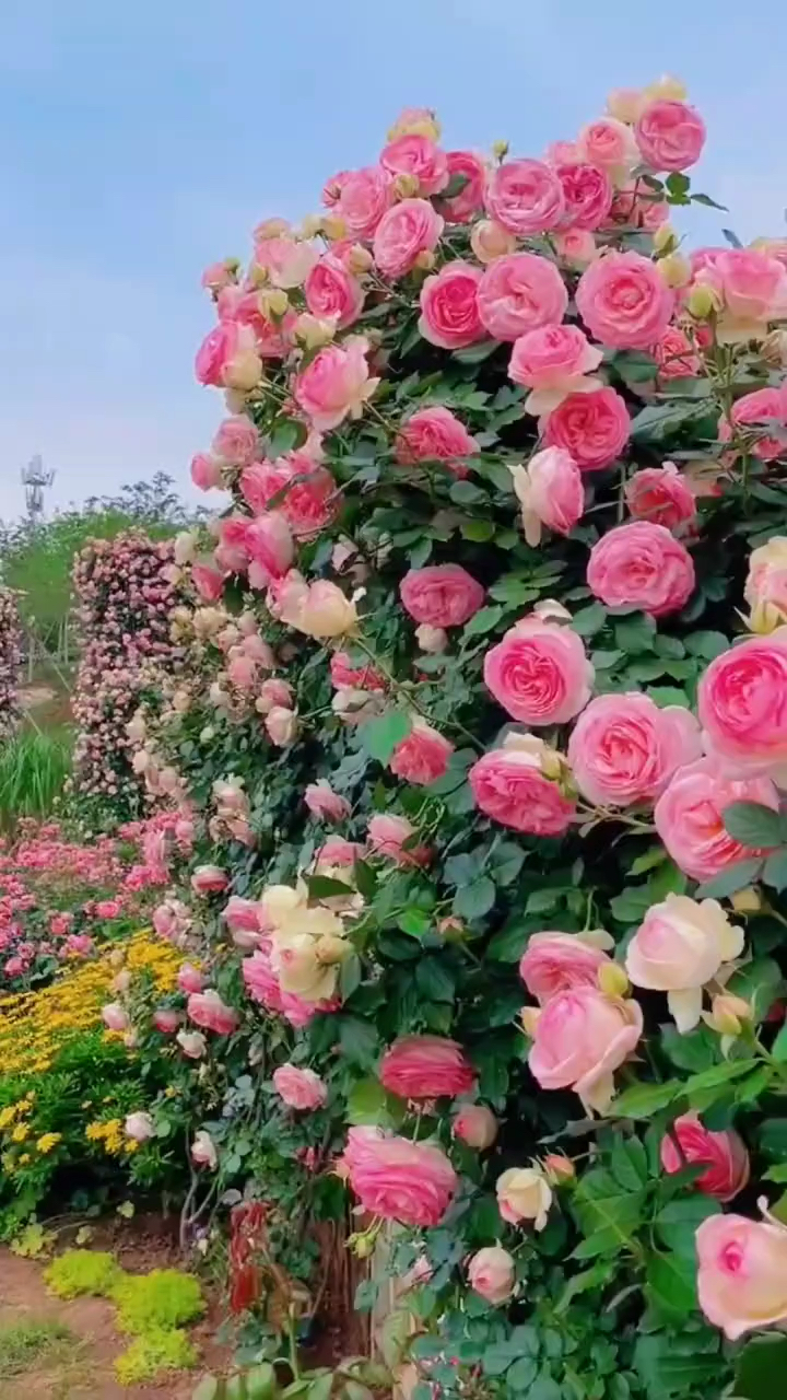 藤本月季粉色龙沙宝石开花效果太美了-度小视