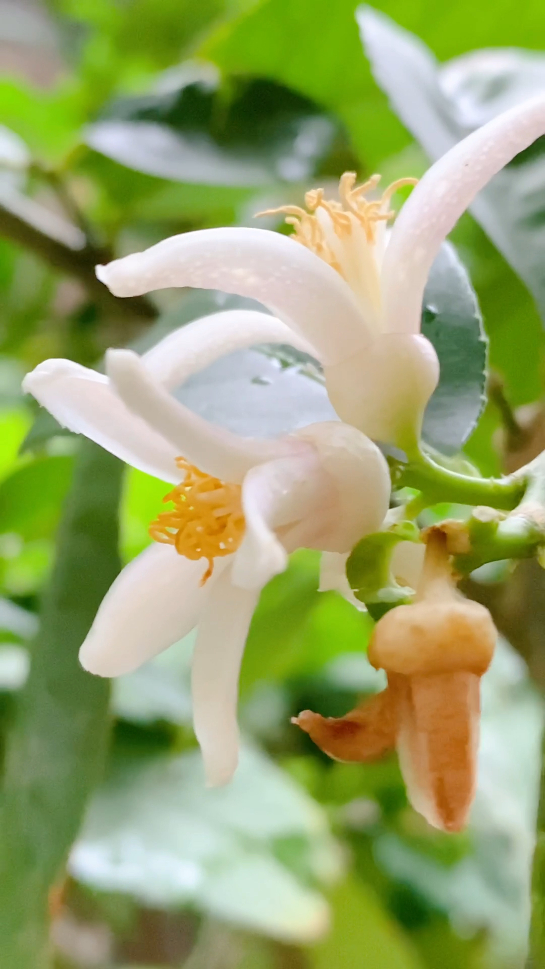 柠檬花,明黄色的花蕊点缀在白色花瓣上,清新脱俗.