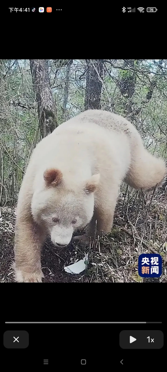 全球唯一白色大熊猫正脸照来啦  没有黑眼圈的大熊猫长啥样 四川卧龙