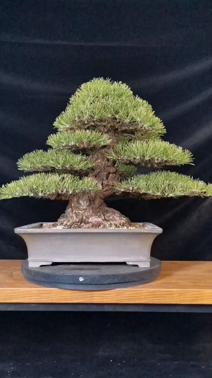 分享一盆矮霸黑松