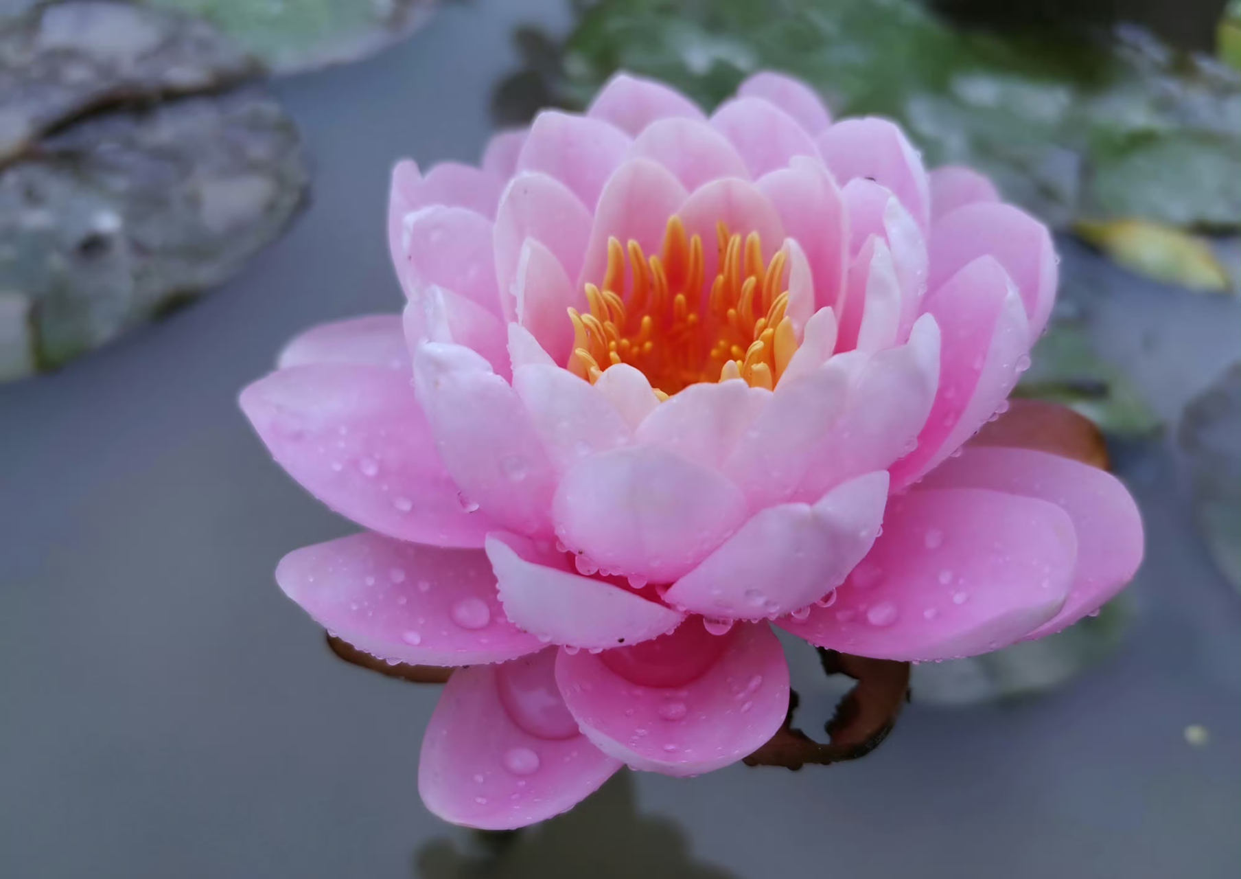 睡莲"粉牡丹"娇艳妩媚03粉嫩嫩!嬌柔雅致!好美喔!