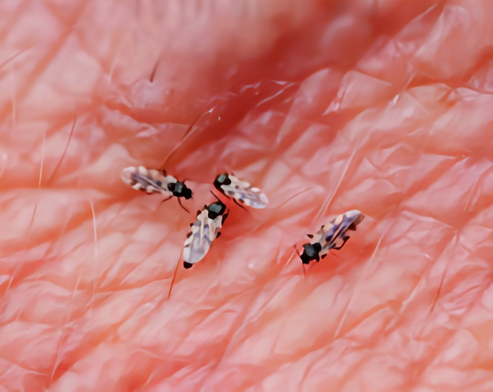 每天认识一种昆虫——墨蚊 墨蚊别名库蠓,小咬,蠓柏子,原产于亚洲