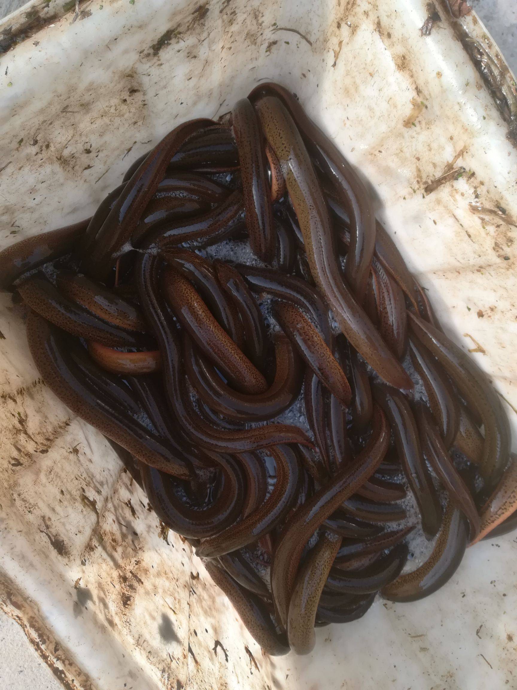 黄鳝养殖技术全解析,助力养殖者提高经济效益!