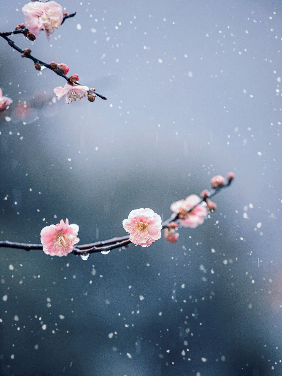 梅花爱雪雪不知,开在雪中做情痴,芳心碎落 三千瓣,片片香魂皆成诗.