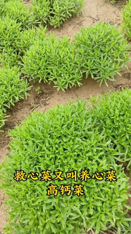 救心菜养心又补钙对心脏好像韭菜一样一茬一茬割着吃地栽盆栽都可以