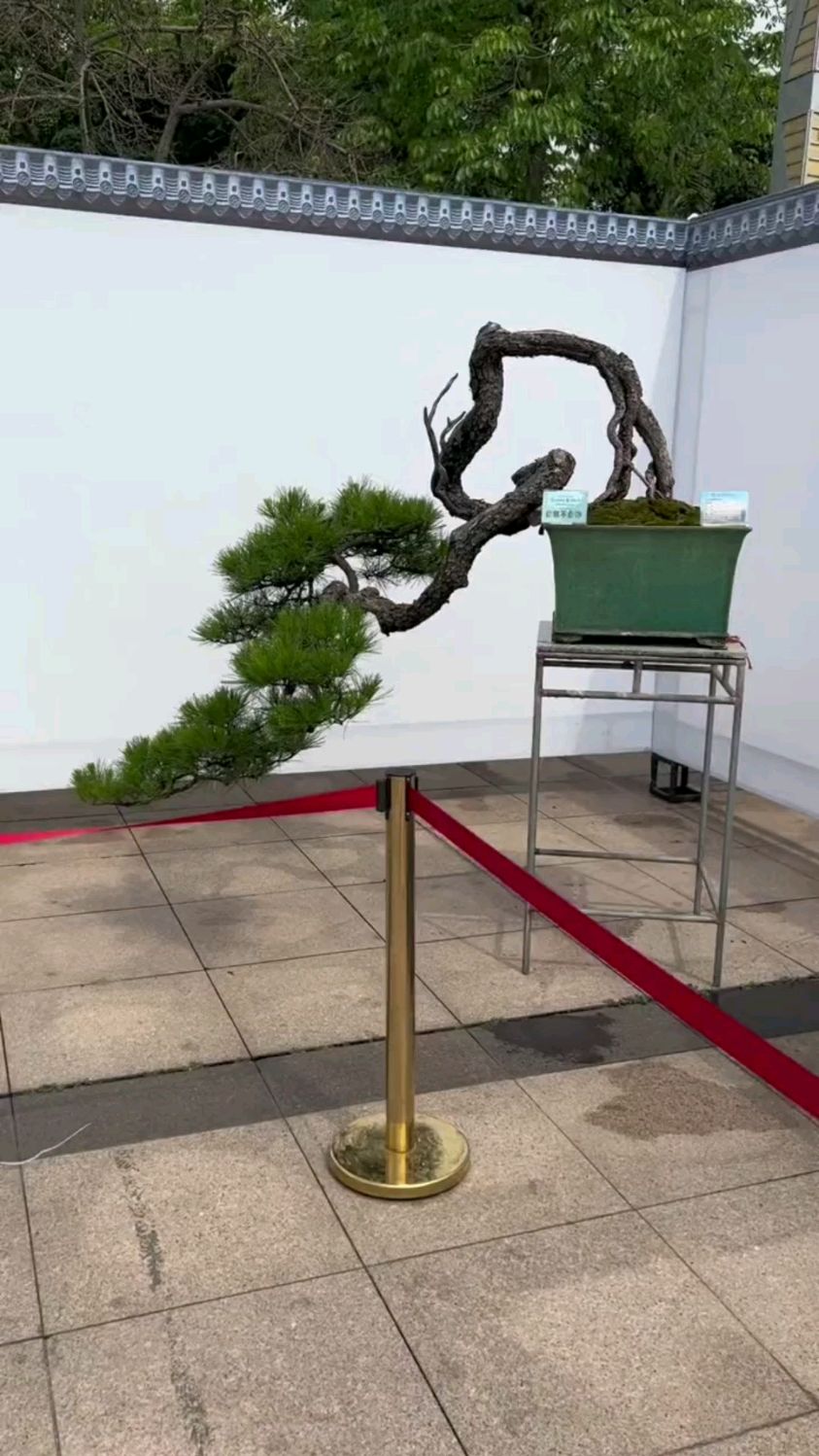 精品悬崖黑松盆景